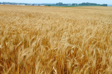 Wheat field