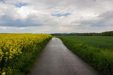 Yellow fields