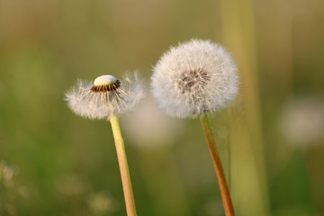 spring white dandelion