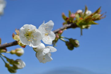 white blooming cherry tree in front of bright blue cloudless sky