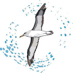 Naklejka premium flying albatross