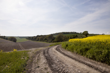 Farmlands of South England. Hills and valleys rolling into the distance, this is typical of english countryside. Green and fertile and in late spring with the added colour from canola crops.