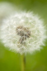 Dandelion. An image of a dandelion in a field of grass. With the use of selective focus the dandelion stands out from the background of green. Fine detail has been higlighted.