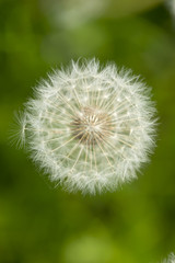 Dandelion. An image of a dandelion in a field of grass. With the use of selective focus the dandelion stands out from the background of green. Fine detail has been higlighted.