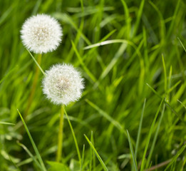 Fototapeta premium Dandelions. A field of grass is dotted with dandelion clocks highlighted by the bright sunshine.