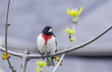 Rose-Breasted Grosbeak Perched on a Tree 