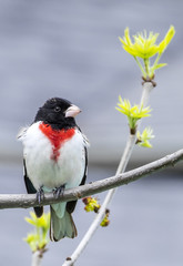 Rose-Breasted Grosbeak Perched on a Tree 