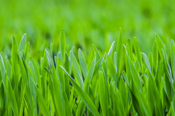 Fototapeta na wymiar Background of the green young grass closeup