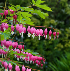 Bleeding heart flower (Dicentra Spectabils) lyre flower love hea