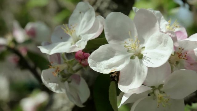 Floral garden. Close-up shot of a branch of a blossoming apple tree.