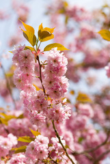 Obraz premium Spring pink flowers, Prunus Kanzan Kwanzan Cherry blossom