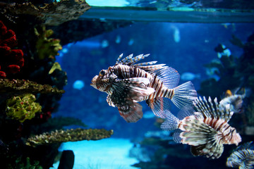 Lion fish
