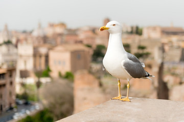 Closeup of a seagull with Rome city centre as background