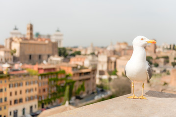 Closeup of a seagull with Rome city centre as background