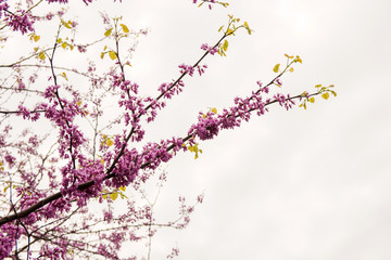 Cherry Blossom Trees