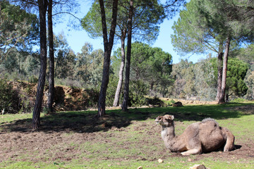 Dromedary in the field