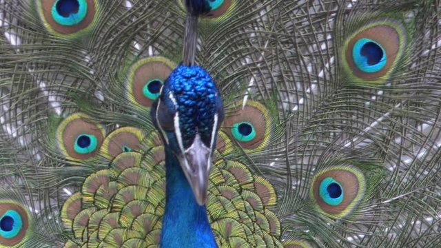 National bird of India Blue peacock