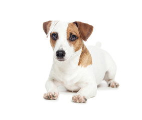 Dog at white background