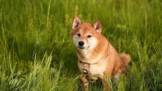 Dog Shiba Inu sitting on meadow and breathes his tongue out. Funny animals