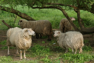 Naklejka na ściany i meble Schafe unter einem Baum