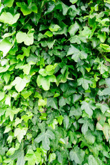 Fototapeta na wymiar Wild Ivy Growing on Trees