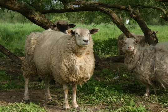 Schafe haben die Ruhe weg