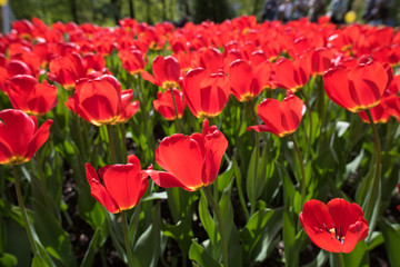 Red tulips Pallada