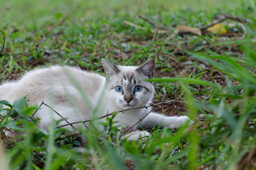 Cute cat with blue eyes playing around