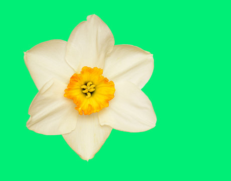 Single White Daffodil Narcissus Closeup Isolated