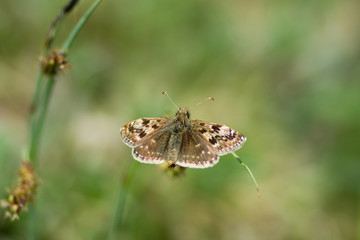 Dingy skipper butterfly (Erynnis tages) on grass. A butterfly in the family Hesperiidae, at rest in...