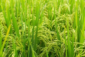 Fototapeta na wymiar Closeup of green rice field.