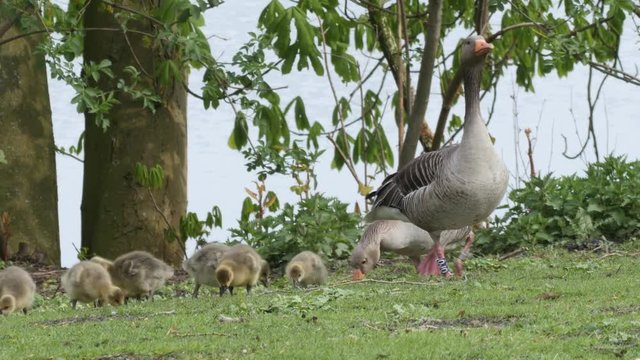 A pair of Greylag geese with goslings feeding on grass
