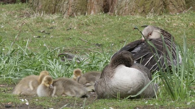 Adult and goslings of Greylag goose resting in a park