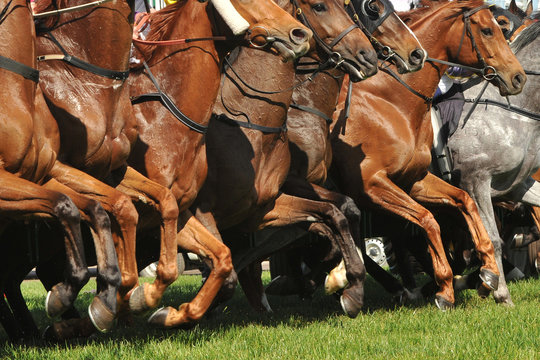 Horse racing action jumping from the starting gates