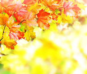 autumn foliage. Autumn time. Gold autumn.