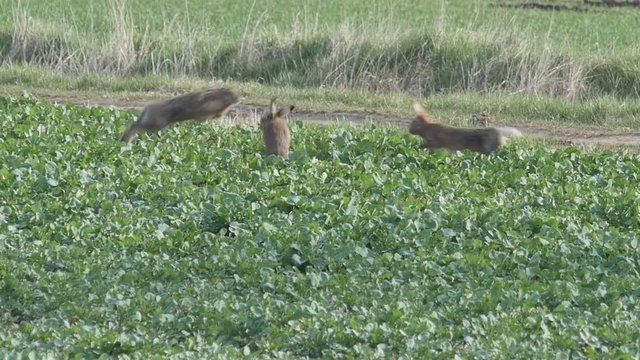 Slow motion of three Brown hares jumping over each other during mating season
