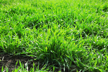 Obraz premium Young green grass field.