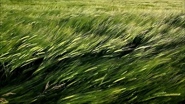 Wheat being moved by high chinook winds
