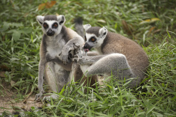 Two ring-tailed lemurs