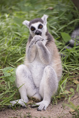 Fototapeta premium Ring-tailed lemur sitting