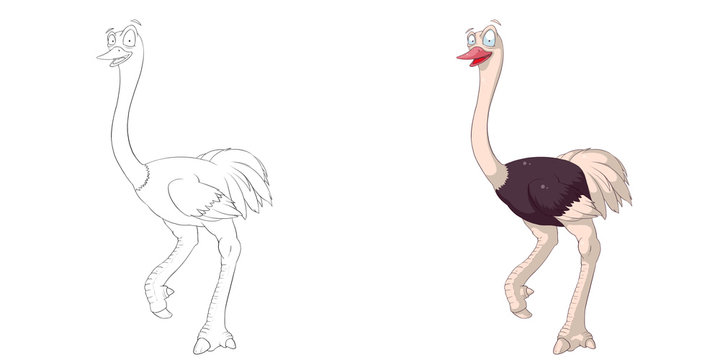 Creative Illustration and Innovative Art: Animal Set: Sketch Line Art and Coloring Book: Happy Ostrich. Realistic Fantastic Cartoon Style Character Design, Wallpaper, Story Background, Card Design

