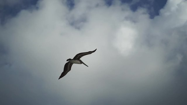 pelican in flight on ocean