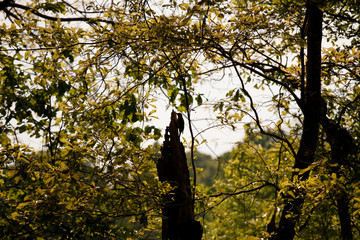 Fototapeta premium Woodpecker Silhouette in Tree