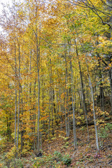 Fototapeta premium collection of beautiful colorful autumn leaves green yellow ora