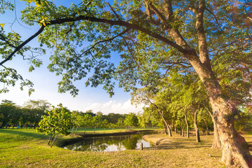 Central public park sun light green grass