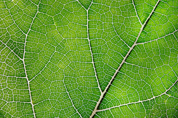 Texture of green leaf and veins