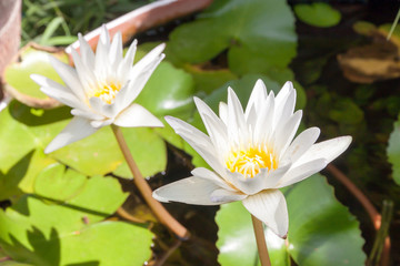 White Yellow Lotus flowers