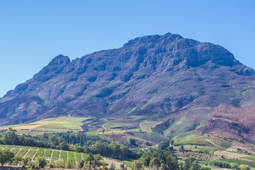 The Cape Winelands region is the premier wine producing area of South Africa