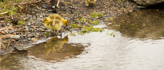 Newborn Chicks Columbia River Drink Eat Shoreline Wild Animals