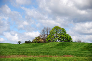 spring tree on green meadow in golf course